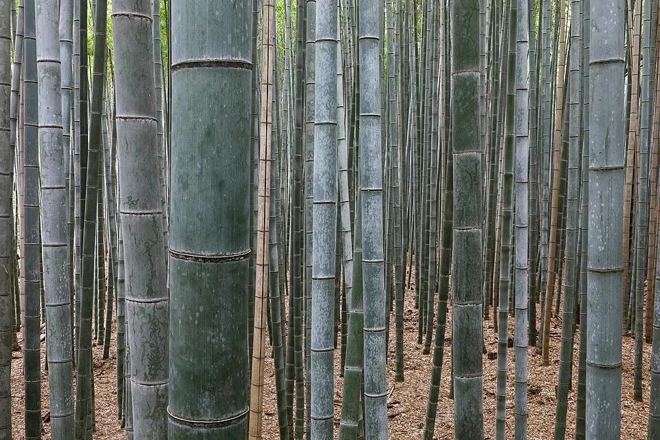 Bambusový les Arashiyama Kjóto