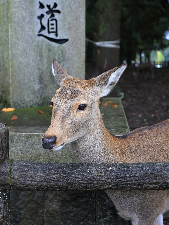 Jelínci v Nara Park